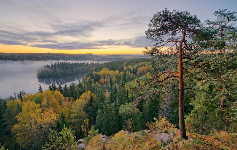 Scandinavian solid wood — the foundation of every Pluspuu home